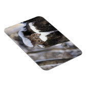 ボブキャットキットマグネット マグネット (右側)