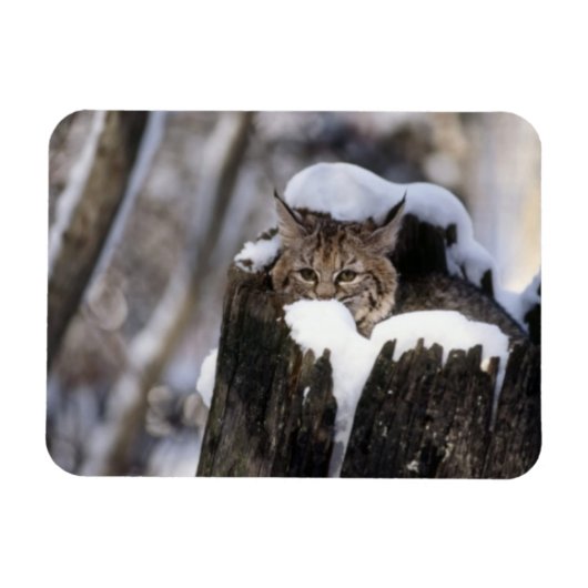 ボブキャットキットマグネット マグネット (横)