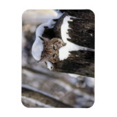 ボブキャットキットマグネット マグネット (縦)