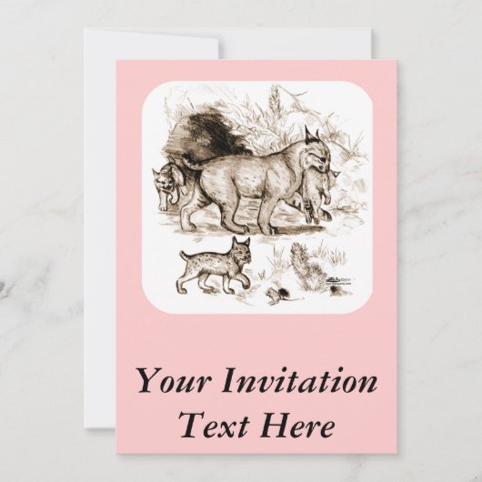 ボブキャットファミリー 招待状 (正面)