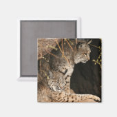 ボブキャットフォトスクエアマグネット マグネット (正面/裏面)