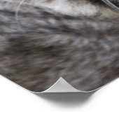 ボブキャットポスター ポスター (角)