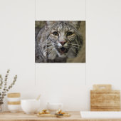 ボブキャットポスター ポスター (キッチン)