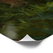 ボブキャットヤングスターとフォレストトレイル ポスター (コーナー)