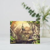 ボブキャットリンクス野生動物 ポストカード (スタンド正面)