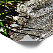 ボブキャット子猫 ポスター (角)