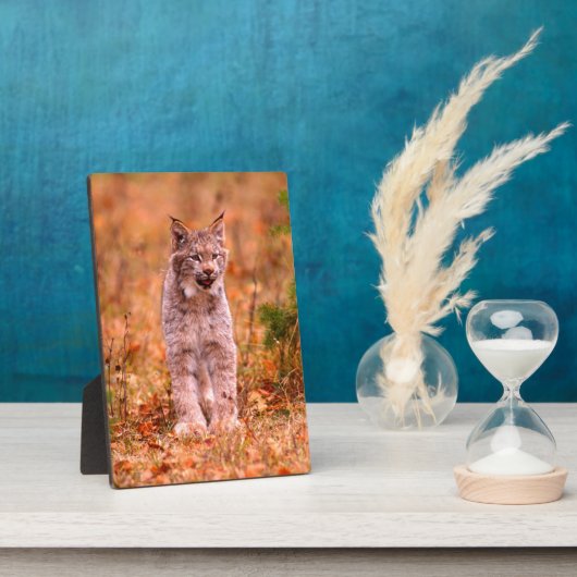 ボブキャット狩り |秋の森 フォトプラーク (側面)