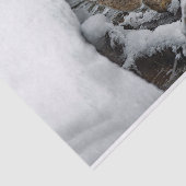 ボブキャット雪水写真 薄葉紙 (詳細)