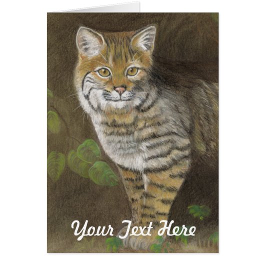 ボブキャット (正面)