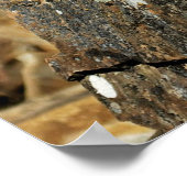 ボブキャット・イン・ザ・ロック ポスター (角)