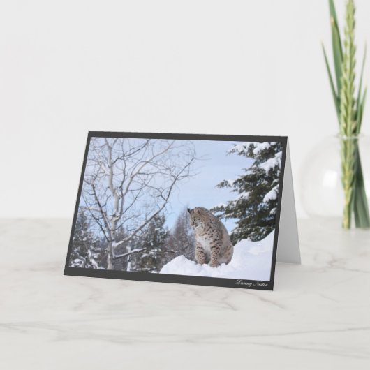 ボブキャット カード (正面)