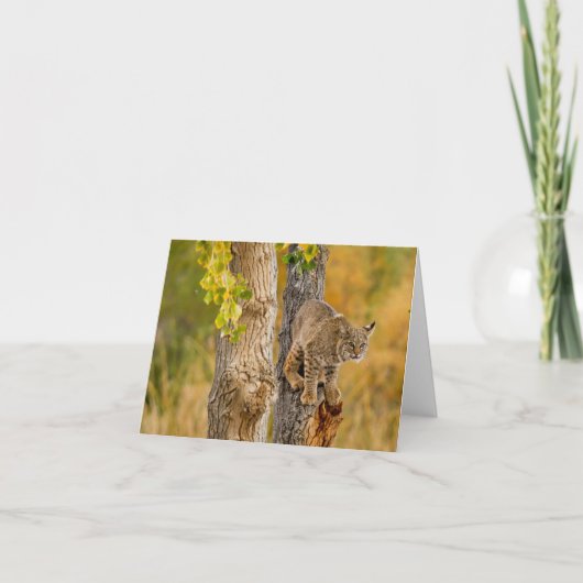 ボブキャット カード (正面)