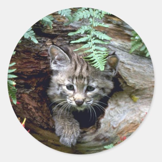 ボブキャット・サマーヤングの丸太の子猫 ラウンドシール (正面)