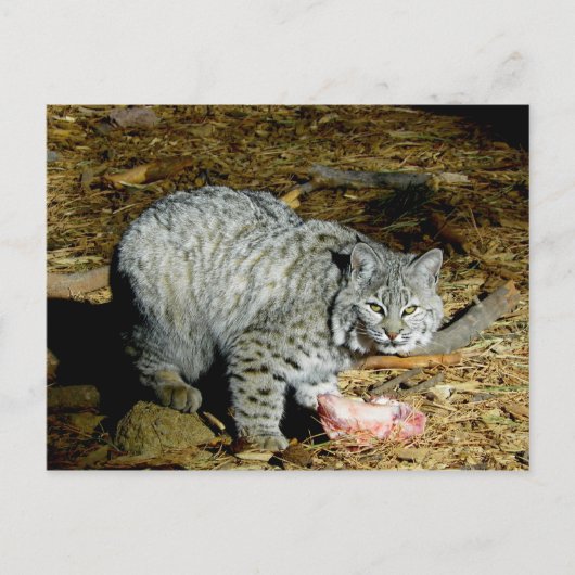 ボブキャット…ベアリゾナ ポストカード (正面)
