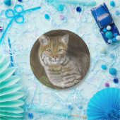 ボブキャット ペーパープレート (パーティー)