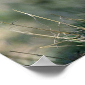 ボブキャット ポスター (角)