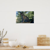 ボブキャット ポスター (キッチン)