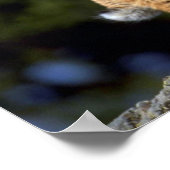 ボブキャット ポスター (角)