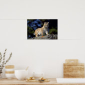 ボブキャット ポスター (キッチン)