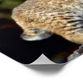 ボブキャット ポスター (角)