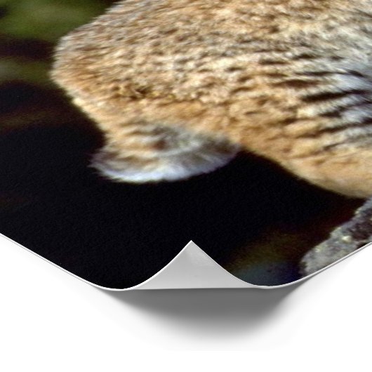 ボブキャット ポスター (角)