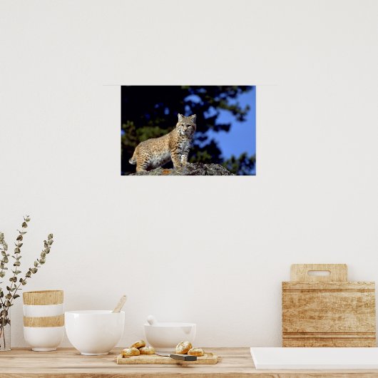ボブキャット ポスター (キッチン)