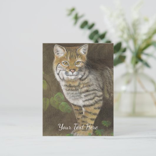 ボブキャット ポストカード (スタンド正面)