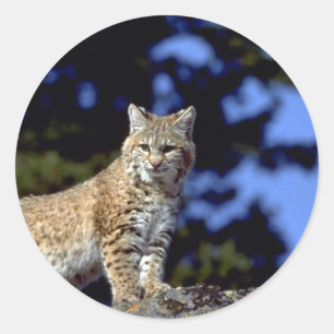 ボブキャット ラウンドシール