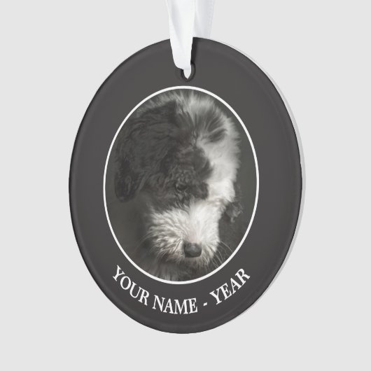 ボブテールの子犬のポートレートインstudio オーナメント (正面)