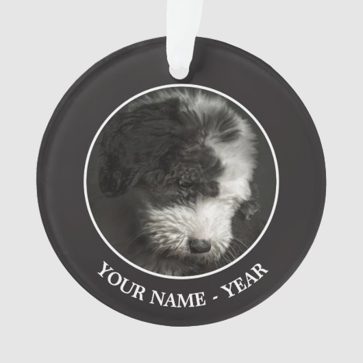 ボブテールの子犬のポートレートインstudio オーナメント (正面)