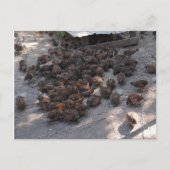 ボブホワイトウズラの群れ ポストカード (正面)