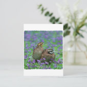 ボブホワイトウズラ撮影 ポストカード (スタンド正面)