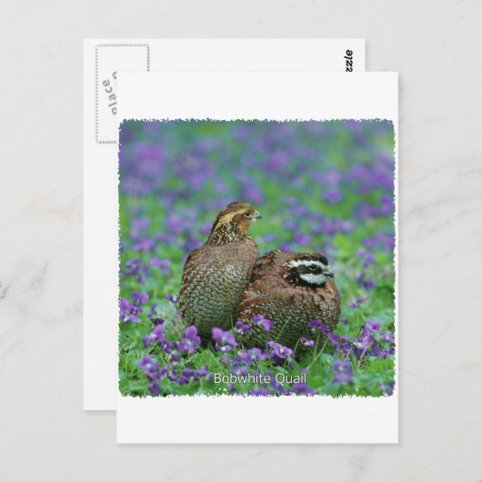 ボブホワイトウズラ撮影 ポストカード (正面/裏面)