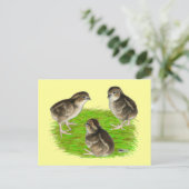 ボブホワイトウズリチックス ポストカード (スタンド正面)