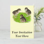 ボブホワイトウズリチックス 招待状 (スタンド正面)