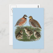 ボブホワイトウワイルファミリー ポストカード (正面/裏面)