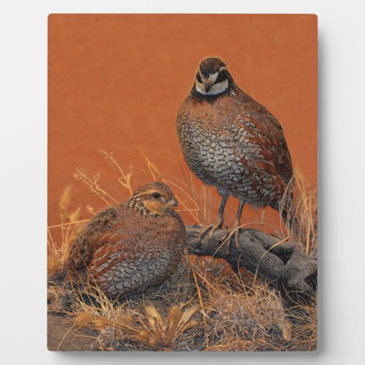 ボブホワイトウワイル（ジョージア、ミズーリおよびテネシー） フォトプラーク (正面)