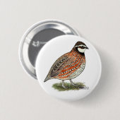 ボブホワイトクワールルースター 缶バッジ (正面&裏面)