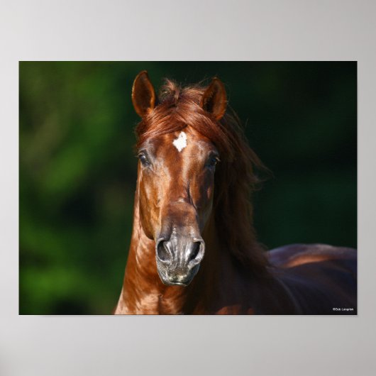 ボブラングリシュトナンドルチアンスタリオンヘッドショット ポスター (正面)