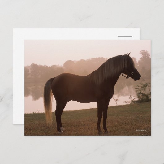 ボブラングリシュロッキーマウンテンホースバックライトスタンド ポストカード (正面/裏面)