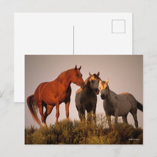 ボブラングリシュ3アラブの馬が日没に立つ ポストカード (正面/裏面)