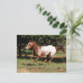 ボブラングリシュ |アパロオーサランニングホース ポストカード (スタンド正面)