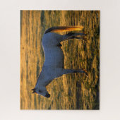 ボブラングリシュ |アラビア語(常用バックライト) ジグソーパズル (縦)