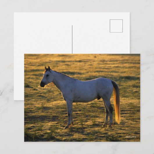 ボブラングリシュ |アラビア語（常用バックライト） ポストカード (正面/裏面)