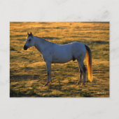 ボブラングリシュ |アラビア語（常用バックライト） ポストカード (正面)