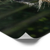 ボブラングリシュ |アラブのスタリオンヘッドショット ポスター (角)