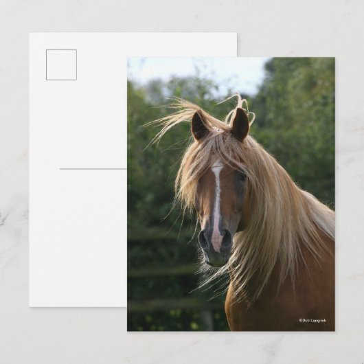 ボブラングリシュ |アラブのスタリオンヘッドショット ポストカード (正面/裏面)