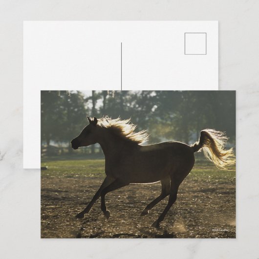 ボブラングリシュ |アラブランニングのバックライト ポストカード (正面/裏面)