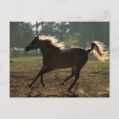 ボブラングリシュ |アラブランニングのバックライト ポストカード (正面)