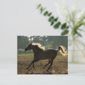 ボブラングリシュ |アラブランニングのバックライト ポストカード (スタンド正面)